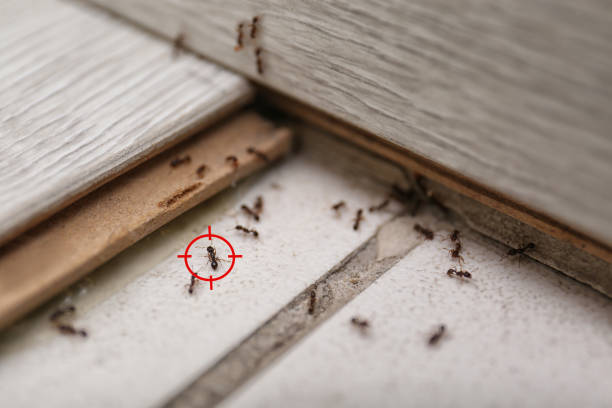 Best Local Pest Control Services  in Thomas, OK