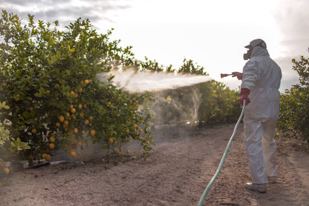 Best Pest Prevention Services  in Thomas, OK